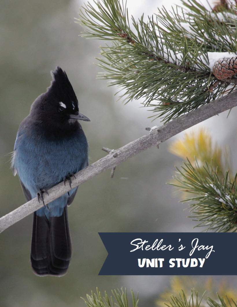 Steller's Jay Unit Study